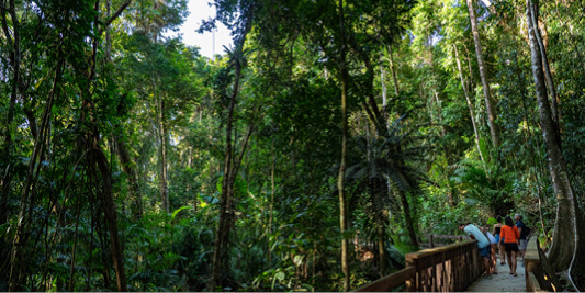 Tour in the Daintree Rainforest with Daintree Tours