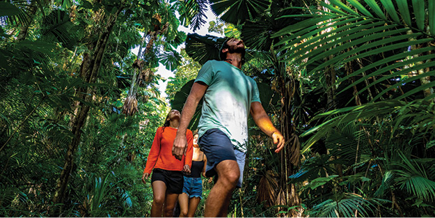 Walk in the Daintree Rainforest with Daintree Tours