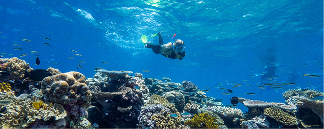 Girl snorkel at the reef with Dreamtime Dive & Snorkel. Cairns Tours. Great Barrier Reef.